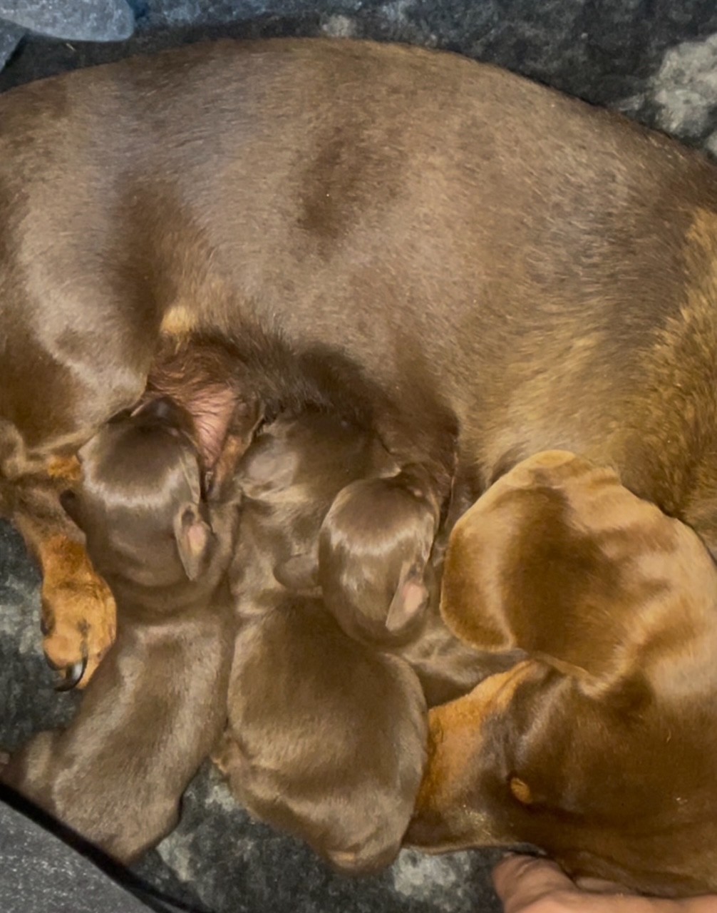 Chiot teckel Bouche du Rhone